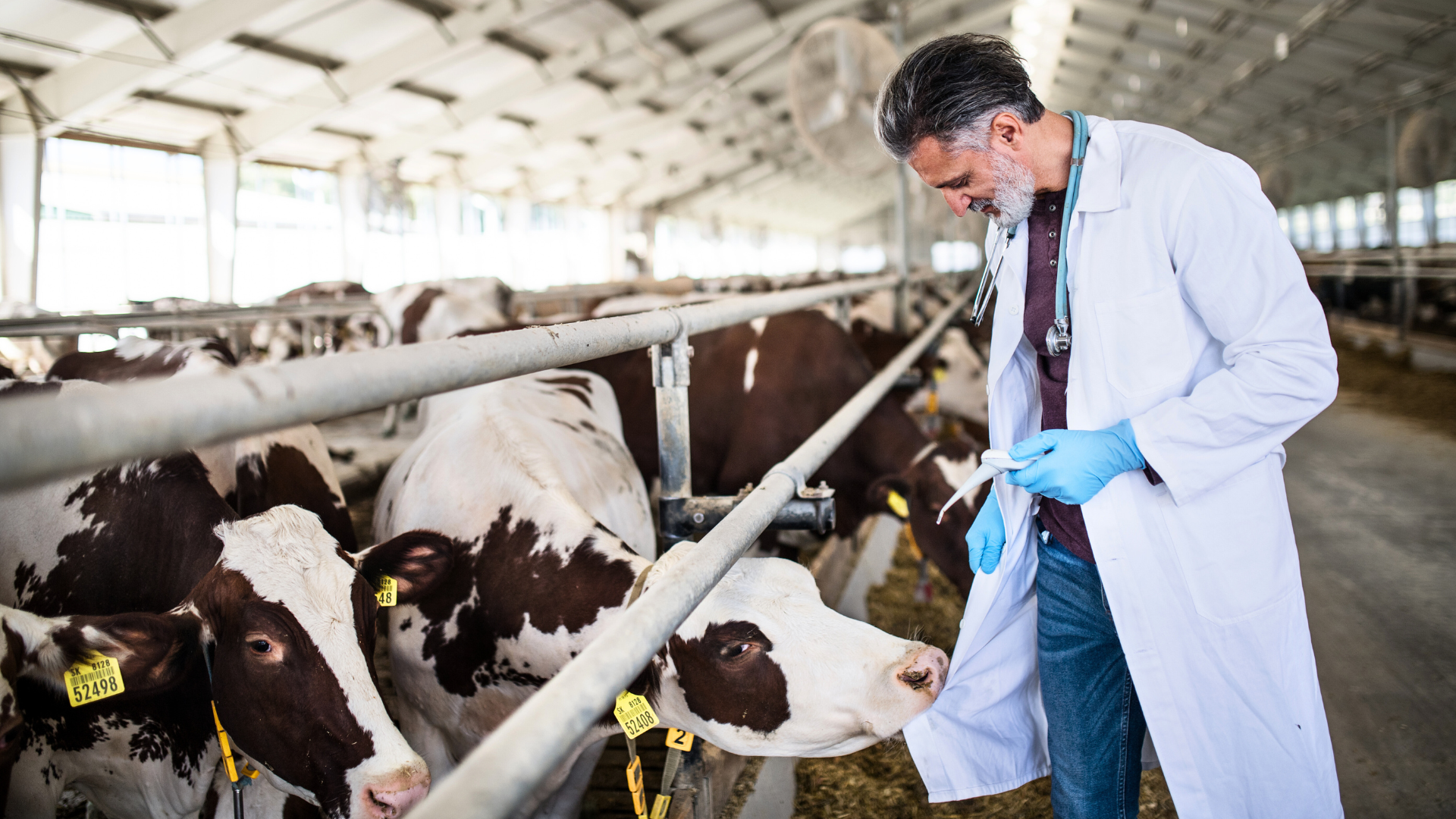 veterinarian-dairy-cattle-herd